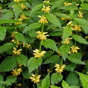 Yellow archangel (Lamiastrum galeobdolon subsp. montanum), flowers, Kings Wood, Sanderstead, Surrey, England, May.