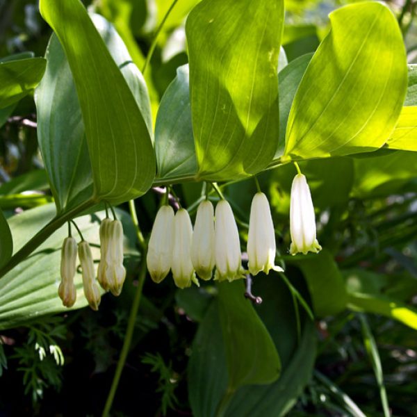 Sigillo di Salomone - fiori