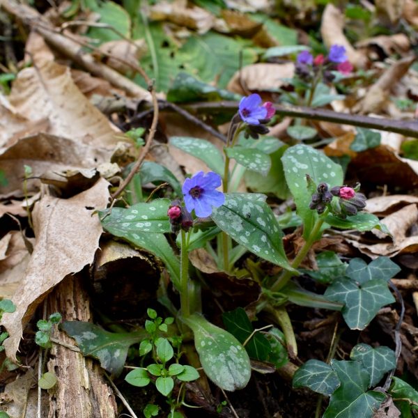 pulmonaria